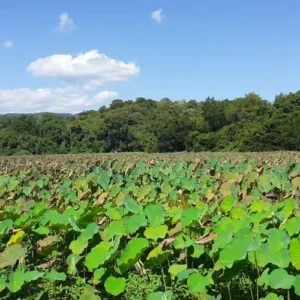 Enviromental Compliance