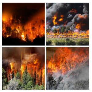 kebakaran hutan dan solusinya